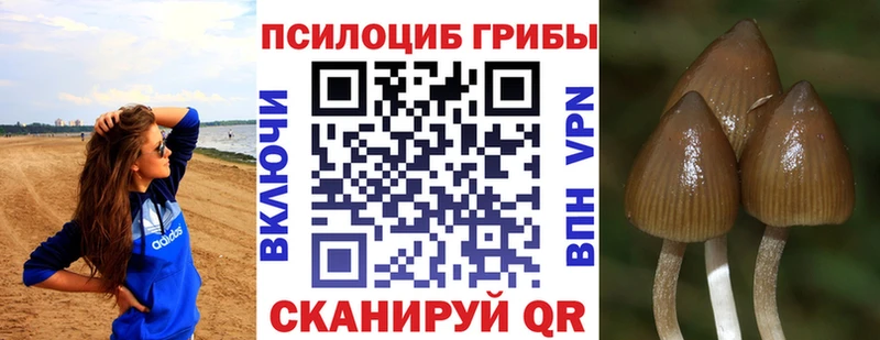 мориарти какой сайт  Белореченск  Галлюциногенные грибы Psilocybine cubensis 